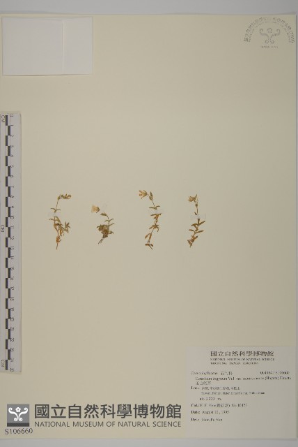 玉山卷耳藏品圖，第1張