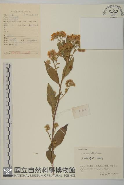 山白蘭藏品圖，第1張