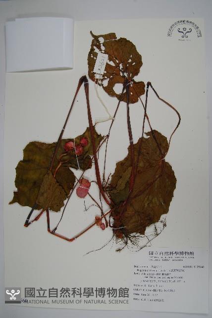 溪頭秋海棠藏品圖，第1張