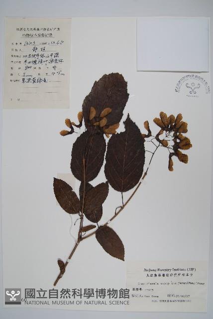 苦茶槭藏品圖，第1張