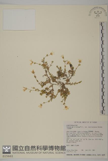 玉山卷耳藏品圖，第1張