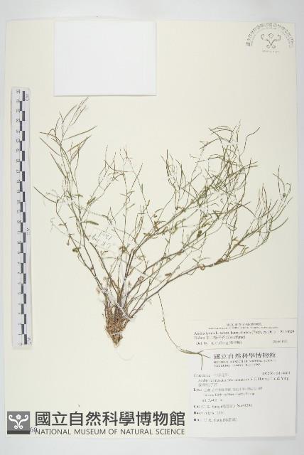 玉山筷子芥藏品圖，第1張