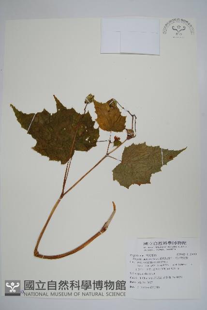 裂葉秋海棠、巒大秋海棠藏品圖，第1張