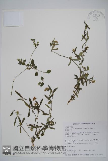 柳葉鱗球花藏品圖，第1張