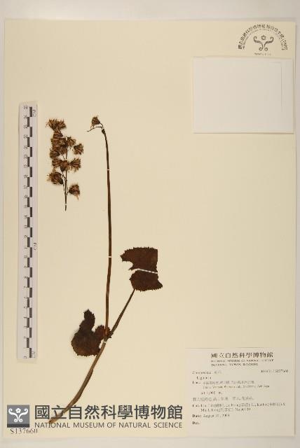 登錄號:S137660藏品圖，第1張