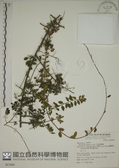 小葉黃鱔藤藏品圖，第1張