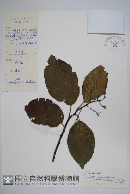 光葉粗康樹藏品圖，第1張