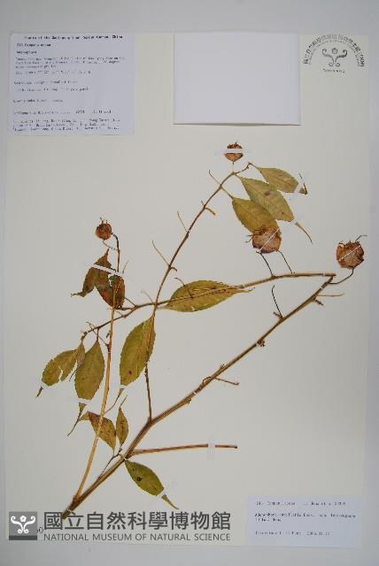 細萼沙參藏品圖，第1張