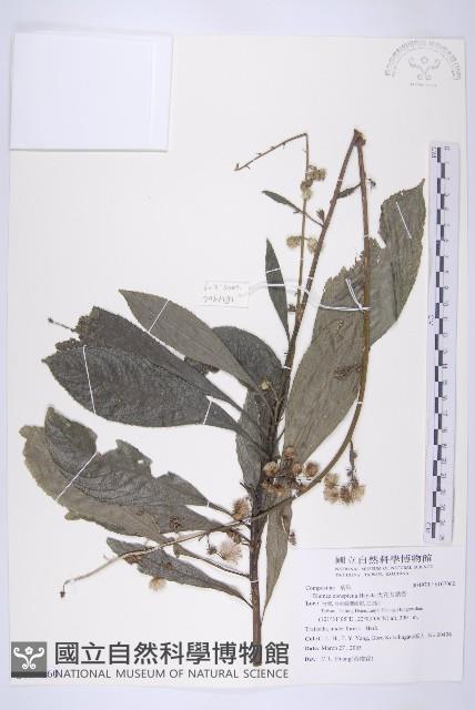 大花艾納香藏品圖，第1張