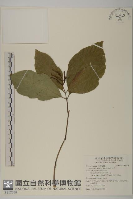 臺灣及己藏品圖，第1張