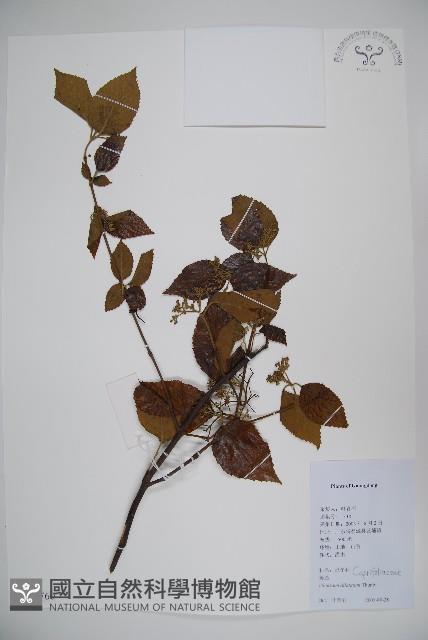 莢迷藏品圖，第1張