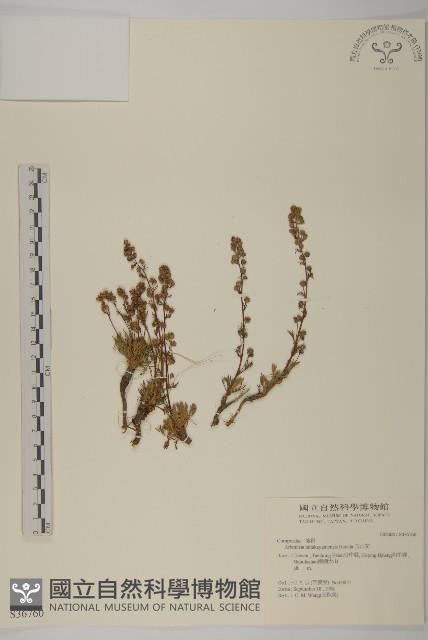 高山艾藏品圖，第1張