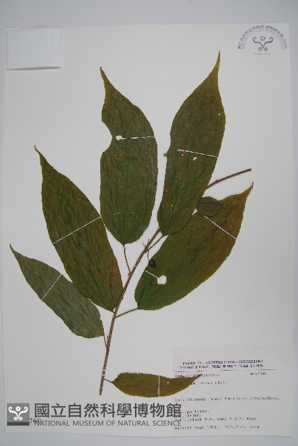 小花八角楓藏品圖，第1張