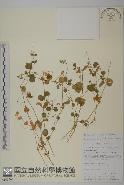 荷蓮豆藏品圖，第1張