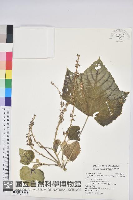 蟲屎藏品圖，第1張