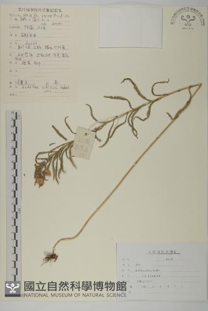 西伯利亞蓍藏品圖，第1張