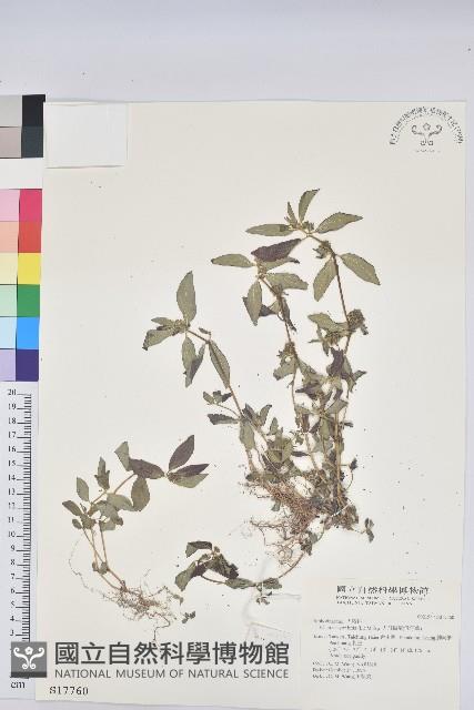 飛揚草藏品圖，第1張