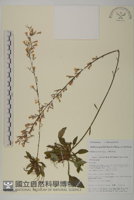 狹葉兔兒風藏品圖，第1張