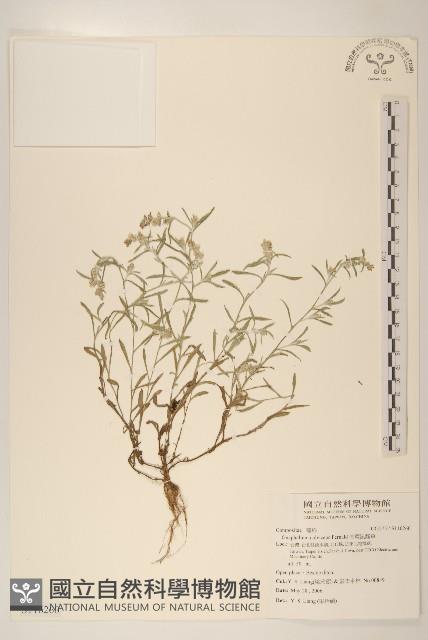 直莖鼠麴草藏品圖，第1張