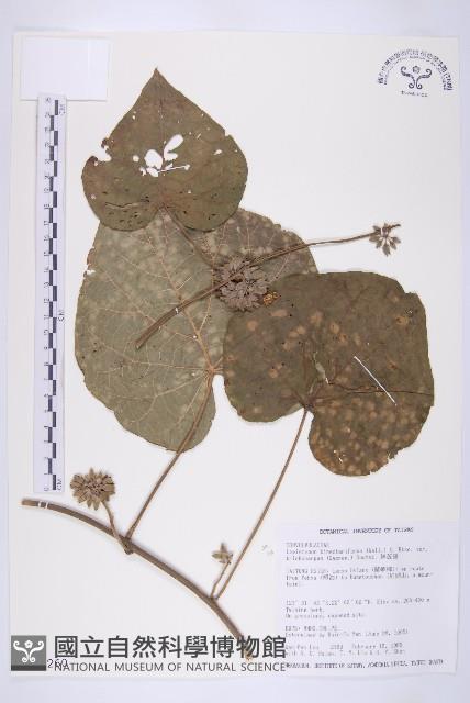 鱗蕊藤藏品圖，第1張