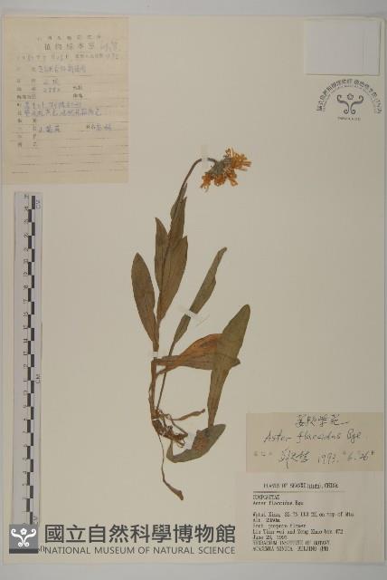 柔軟紫菀藏品圖，第1張