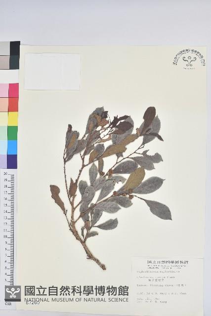 細葉饅頭果藏品圖，第1張