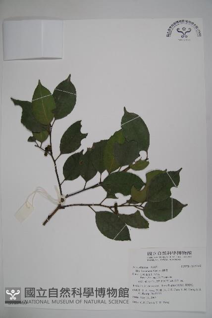 糊樗藏品圖，第1張