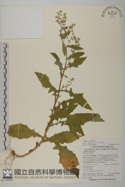 旗山艾納香藏品圖，第1張