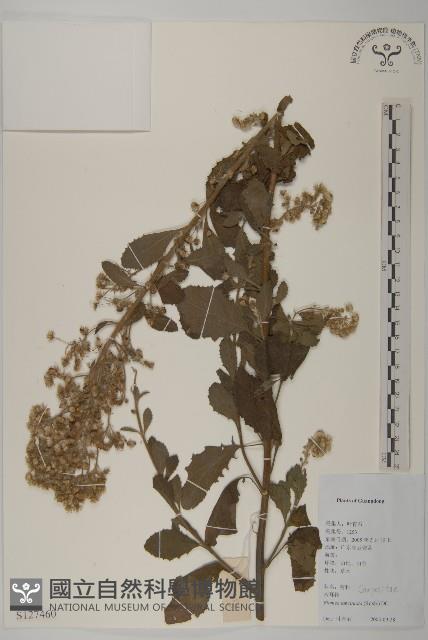 裂葉艾納香藏品圖，第1張