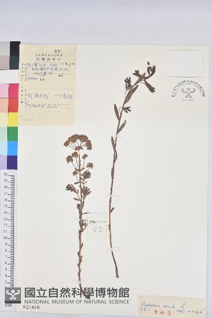 乳漿大戟藏品圖，第1張