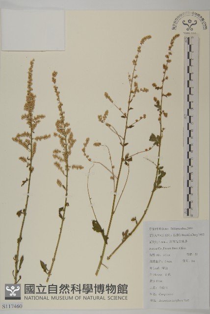 角菜、珍珠菜藏品圖，第1張