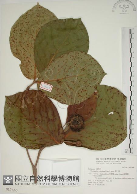 欖仁舅藏品圖，第1張