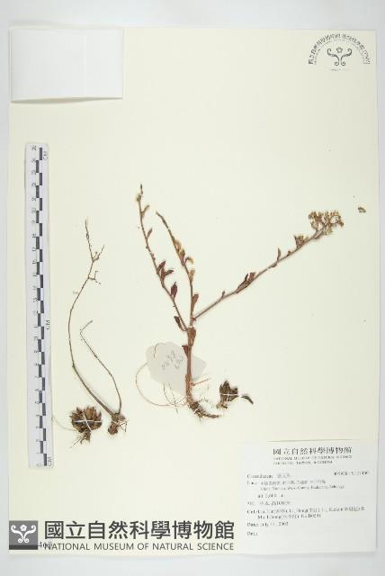 登錄號:S137460藏品圖，第1張