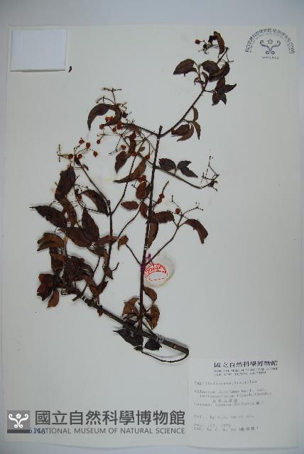 狹葉莢迷藏品圖，第1張