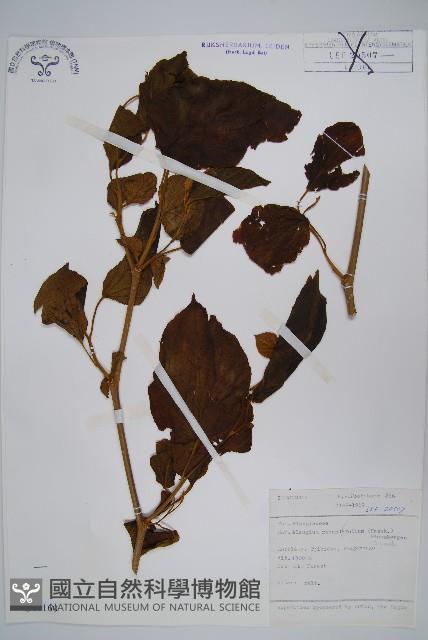 登錄號:S047160藏品圖，第1張