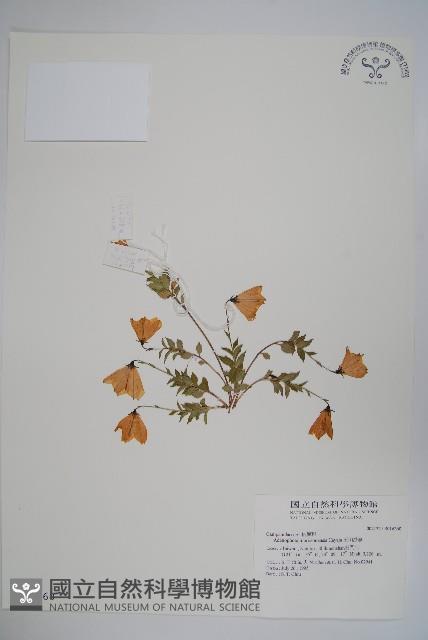 玉山沙參藏品圖，第1張