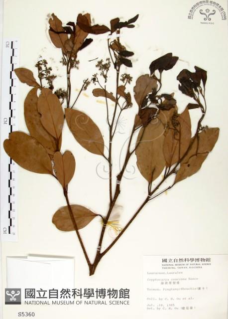 海南厚殼桂、土楠藏品圖，第1張