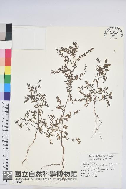 擬葉下珠、細葉油柑藏品圖，第1張