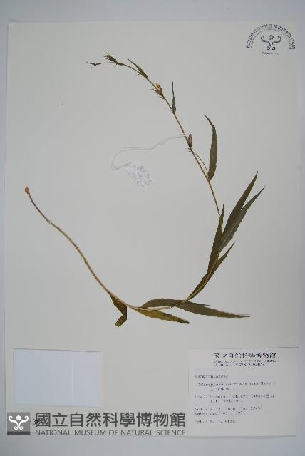 玉山沙參藏品圖，第1張