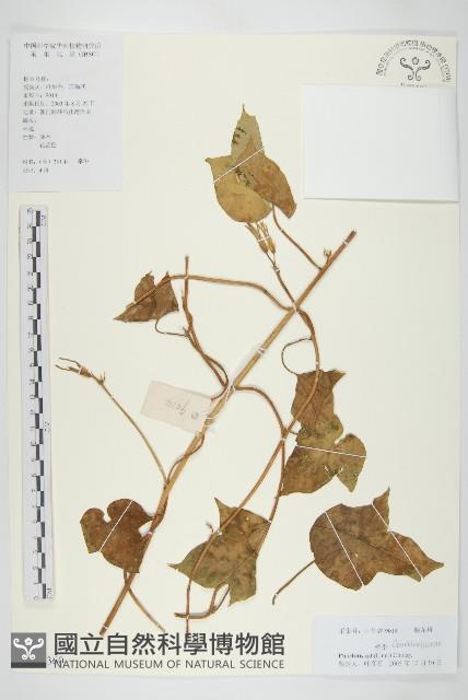 裂葉牽牛藏品圖，第1張