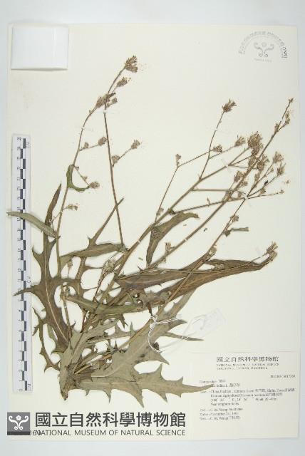 鵝仔草藏品圖，第1張