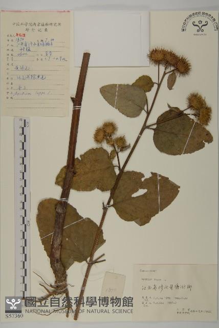 牛蒡藏品圖，第1張