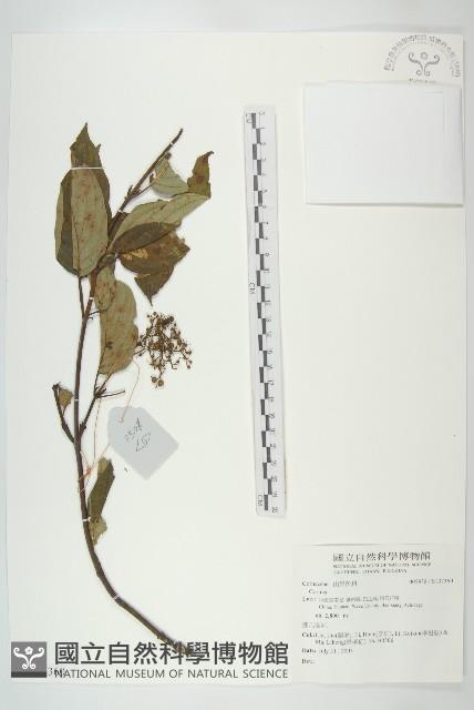 登錄號:S137360藏品圖，第1張