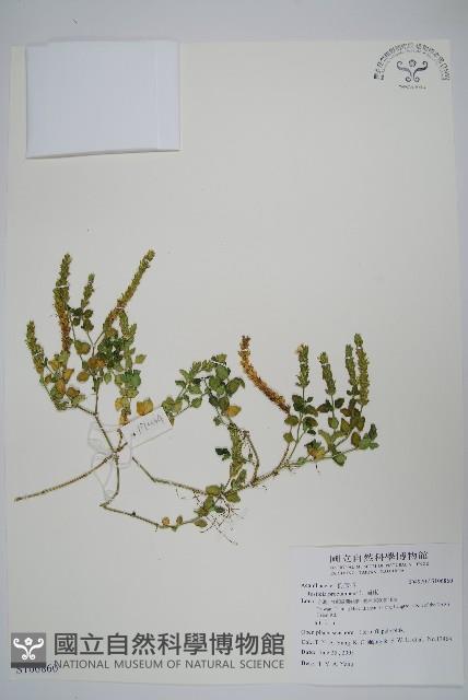 爵床藏品圖，第1張