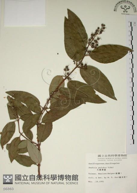 大葉溲疏藏品圖，第1張