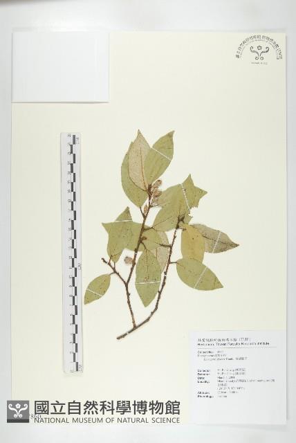 藤胡頹子藏品圖，第1張