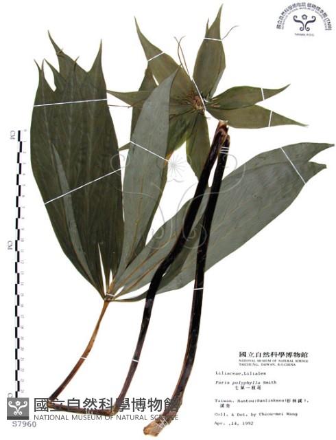 七葉一枝花藏品圖，第1張