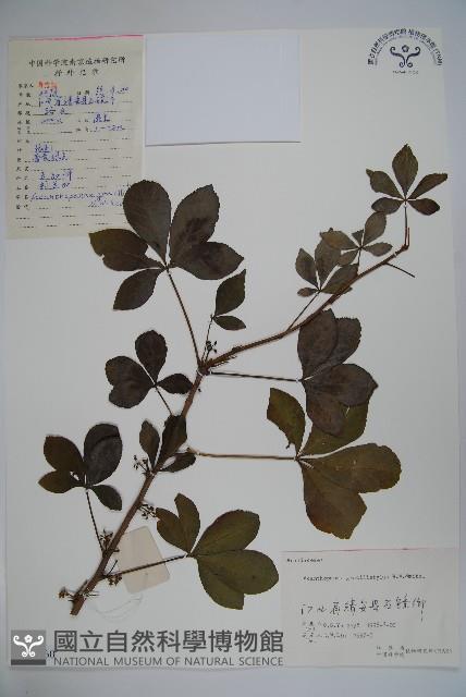 五加藏品圖，第1張