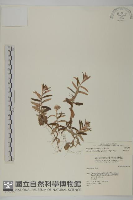 玉山抱莖籟簫藏品圖，第1張