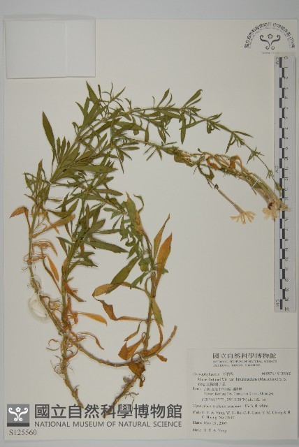 基隆蠅子草藏品圖，第1張